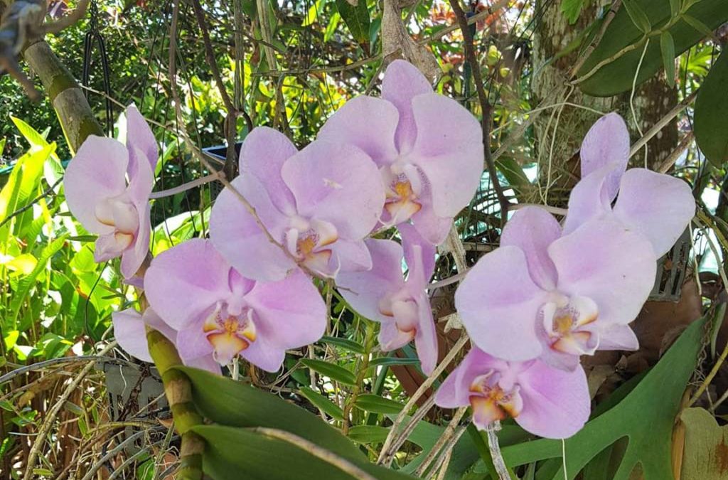L’île aux fleurs