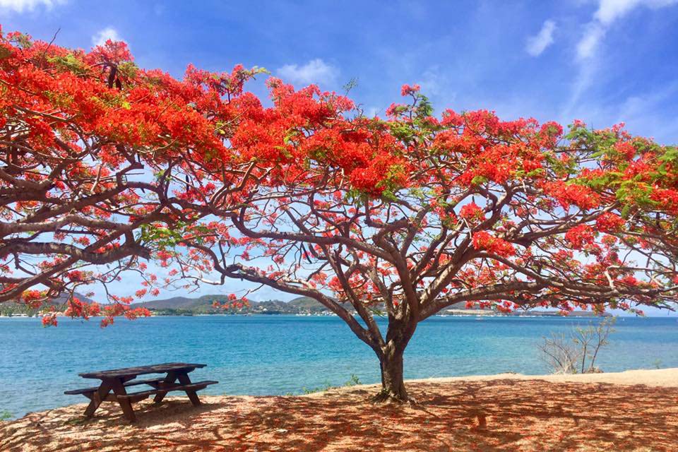 paysage de la martinique